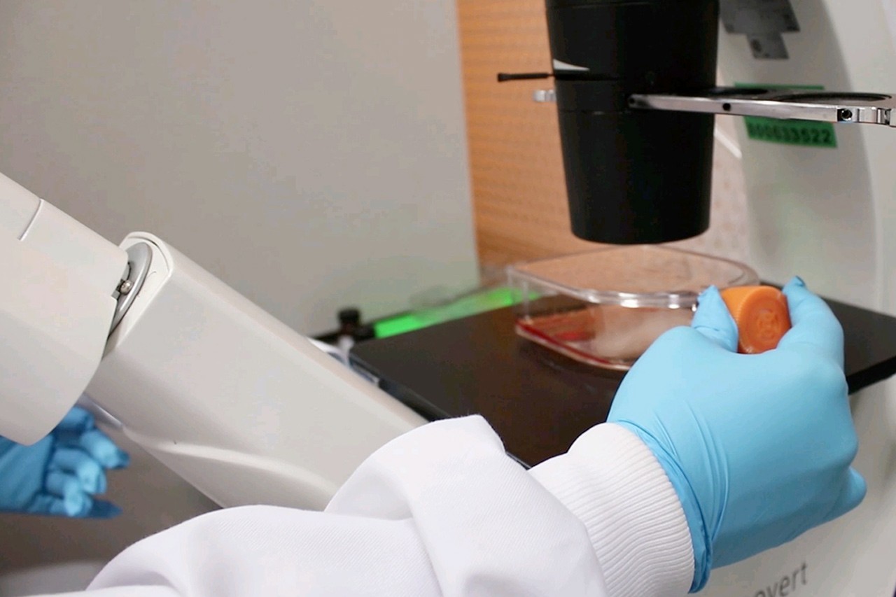 The paper-based cryopreservation platform can be rolled or folded during storage to save space and can be cut into small pieces during the retrieval of cell